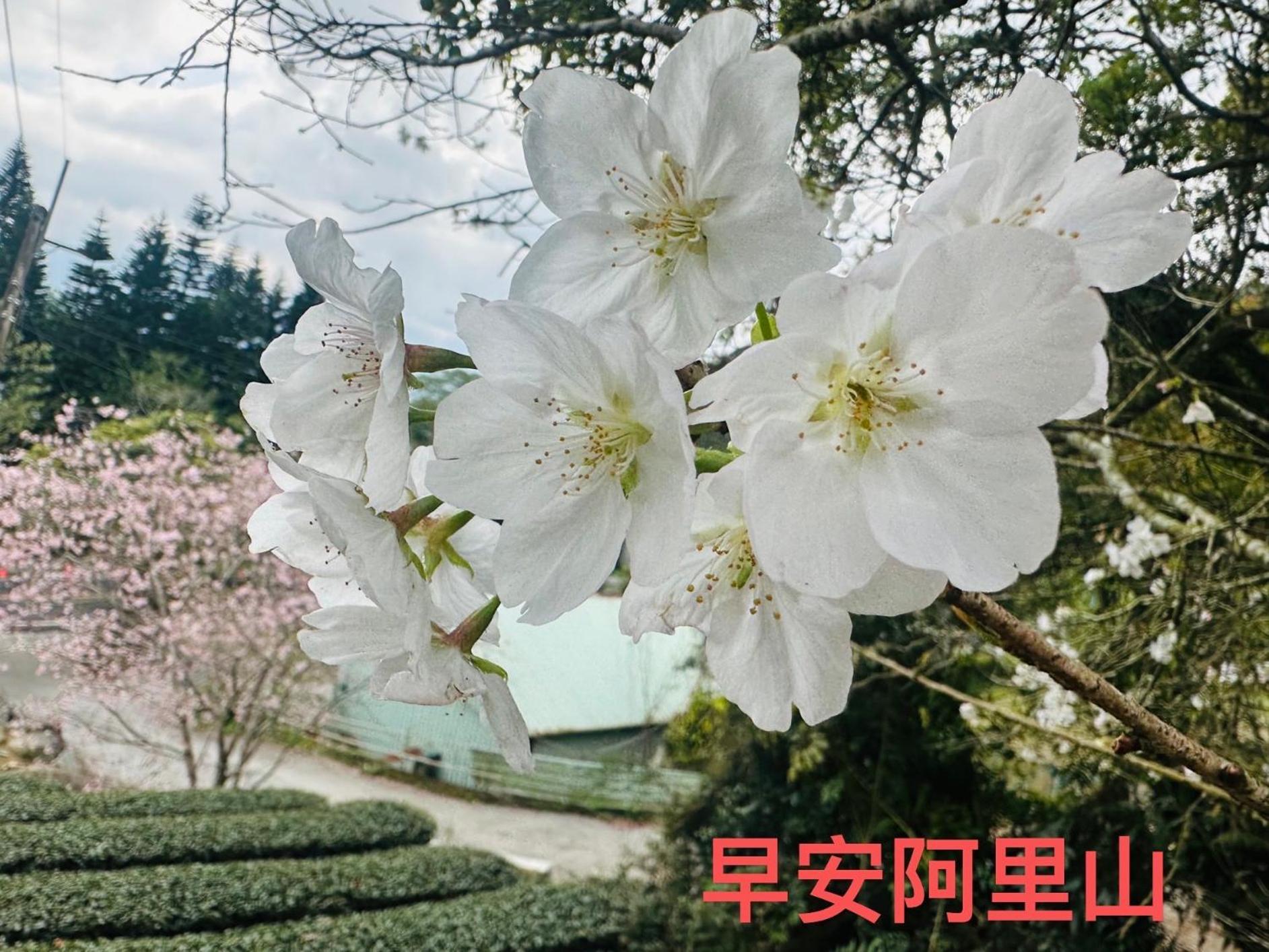 大方茶葉民宿 番路乡 外观 照片